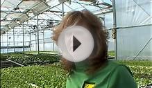 Hydroponics: A Profitable Business || How to earn money