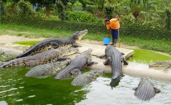 Crocodile farming idea in