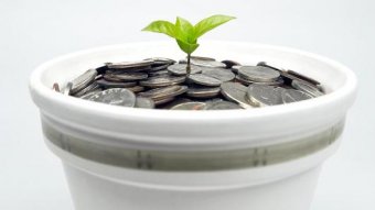 Seedling and money