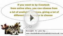 How To Start A Profitable Livestock Business